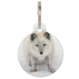 Artic Fox Pet Tag