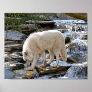 Artic wolf in water  poster