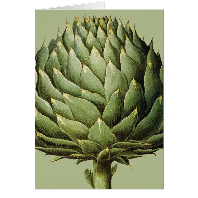 Artichoke, 1613 (Front)