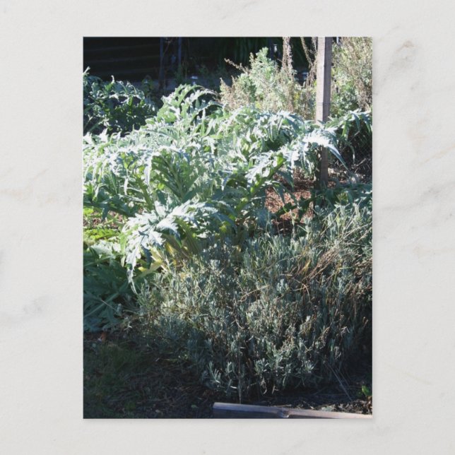 Artichoke and Lavender Postcard (Front)