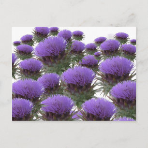 Artichoke Blooms Postcard