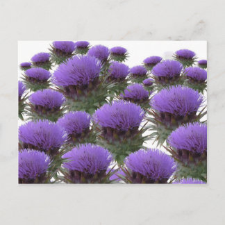 Artichoke Blooms Postcard