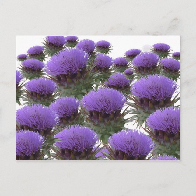 Artichoke Blooms Postcard (Front)