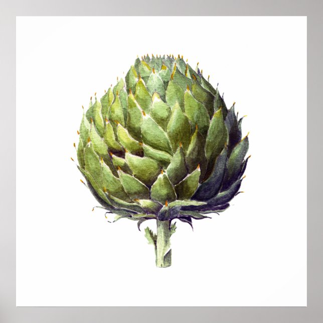 Artichoke botanical watercolour art poster (Front)