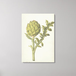 Artichoke: Cynara scolymus, c.1568 Canvas Print