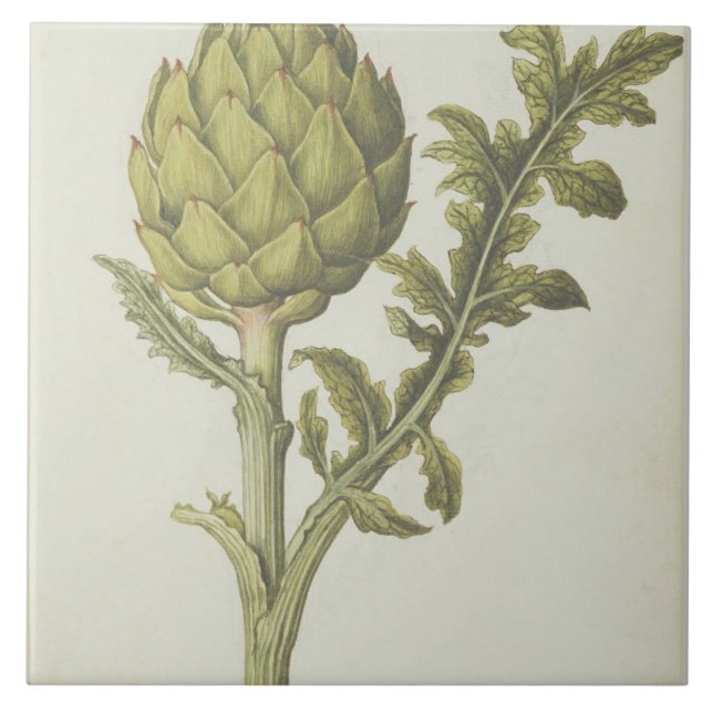 Artichoke: Cynara scolymus, c.1568 Tile (Front)