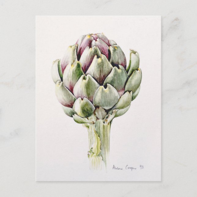 Artichoke Study 1993 Postcard (Front)