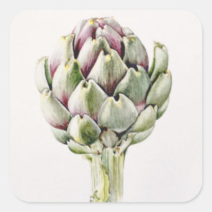 Artichoke Study 1993 Square Sticker
