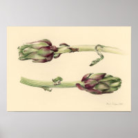 Artichokes 2005