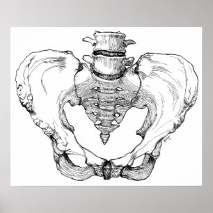 Articulated Pelvis Poster