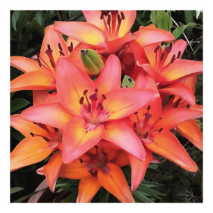 Artisitc Coral Coloured Garden Lilies Photo Print