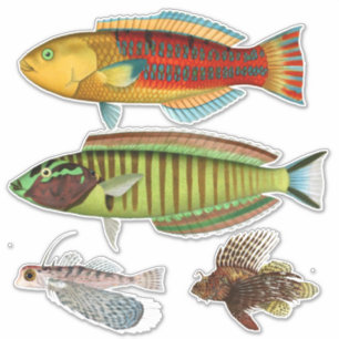 Artist Impression Tropical Fish Illustration Vinyl