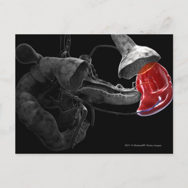Artistic 3d rendering of the spleen postcard (Front)