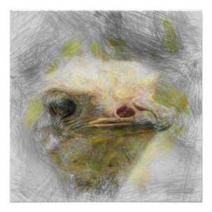 artistic animal ostrich poster
