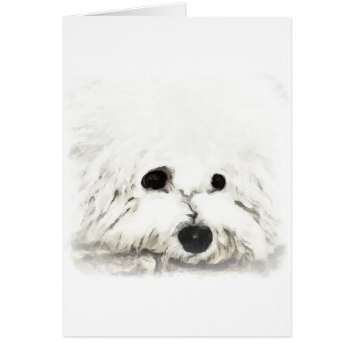 Image of Artistic Bichon head aquarelle
