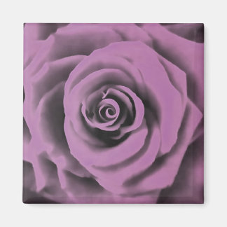 Artistic Big Dark Lavender Rose Magnet