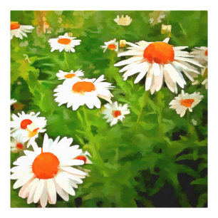 Artistic Bright Colourful White Garden Daisies v4b Photo Print