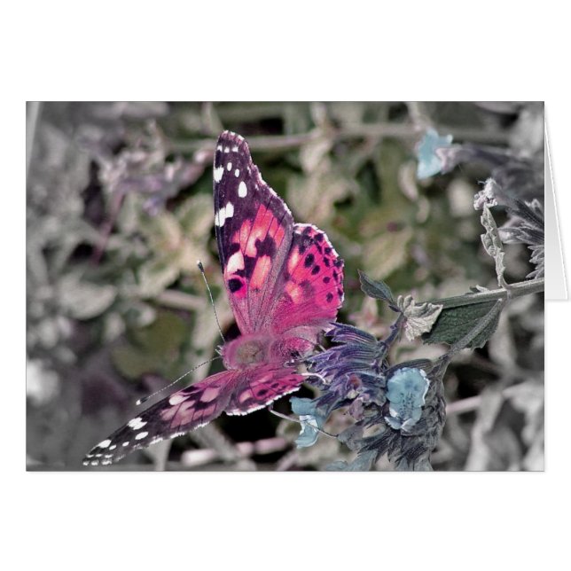 Artistic Butterfly (Front Horizontal)
