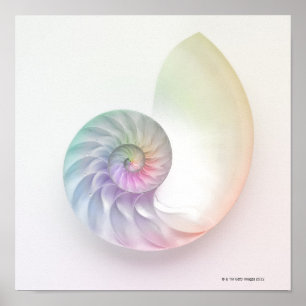 Artistic colored nautilus image poster