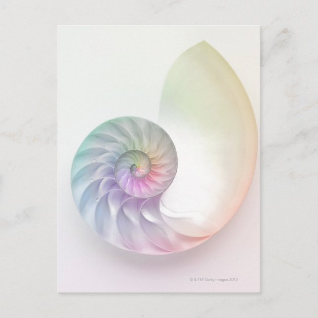 Artistic coloured nautilus image postcard (Front)