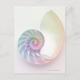 Artistic coloured nautilus image postcard