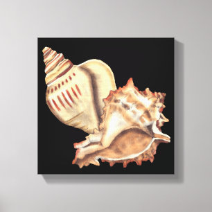 Artistic Conch Shells Canvas Print
