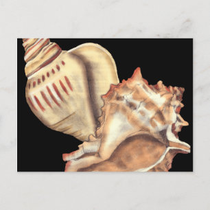 Artistic Conch Shells Postcard
