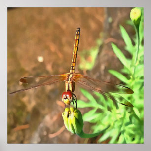 Artistic Dragonfly Resting On A Flower Head Poster
