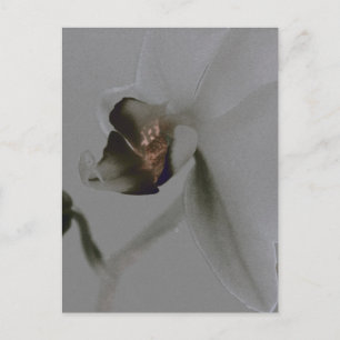 Artistic Flower in Grey Tones Postcard
