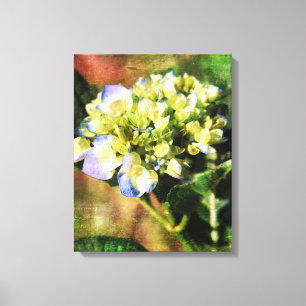 Artistic Hydrangea Photography  Canvas Print