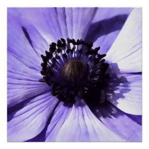 Artistic Lilac Blue Anemone Wildflower Poster