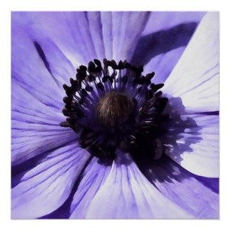 Artistic Lilac Blue Anemone Wildflower Poster