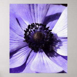 Artistic Lilac Blue Anemone Wildflower Poster