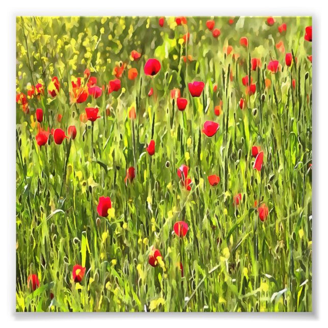 Artistic Meadow Poppy Landscape Photo Print (Front)