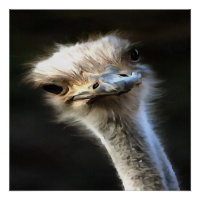 Artistic Ostrich Portrait With Goofy Expression