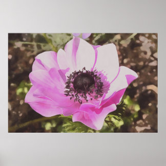 Artistic Pastel Pink Anemone Wildflower Poster