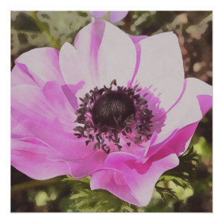 Artistic Pastel Pink Anemone Wildflower Poster