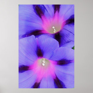 Artistic Purple and Pink Coloured Morning Glory Poster
