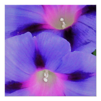 Artistic Purple and Pink Coloured Morning Glory Poster