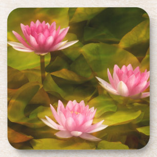 Artistic water lilies, California Coaster
