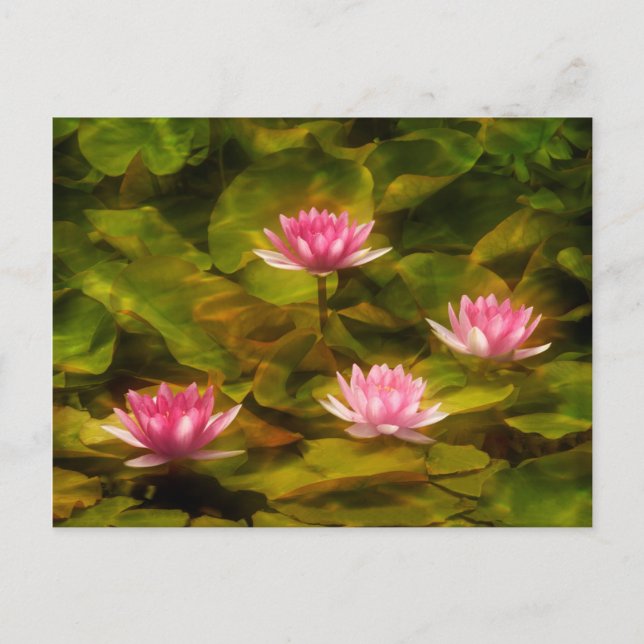 Artistic water lilies, California Postcard (Front)