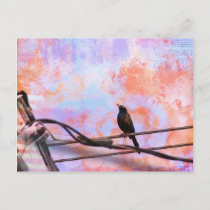 Artsy Grackle Postcard