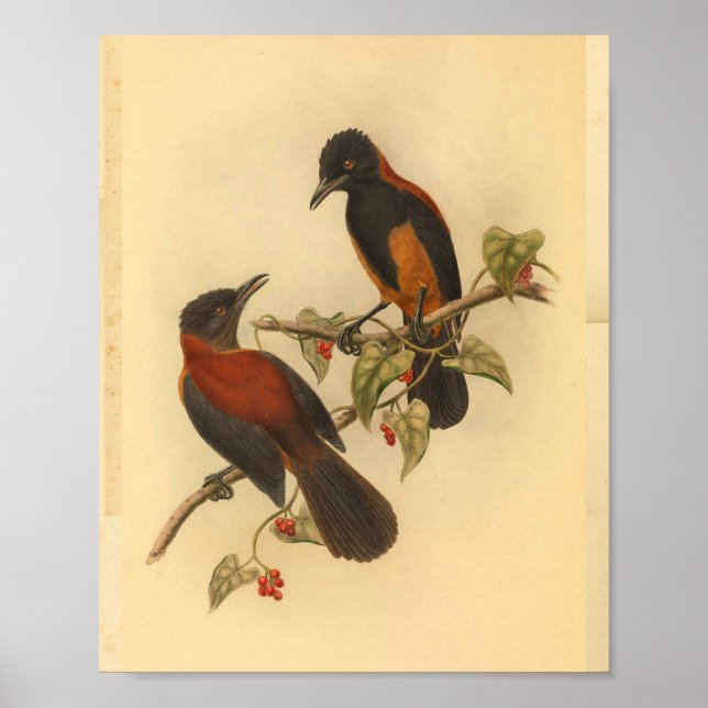 Aru Island Wood Shrike Red Black Bird Print (Front)