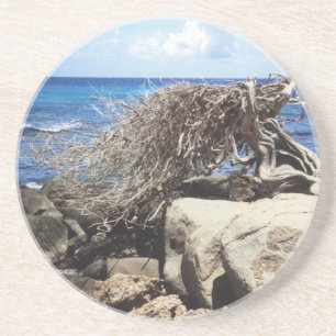 Aruba Divi Divi Tree At The Ocean Coaster