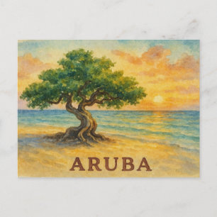 Aruba Eagle Beach Divi Tree Golden Hour Postcard