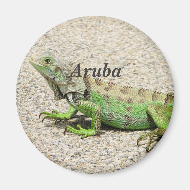 Aruba Green Iguana Magnet (Front)
