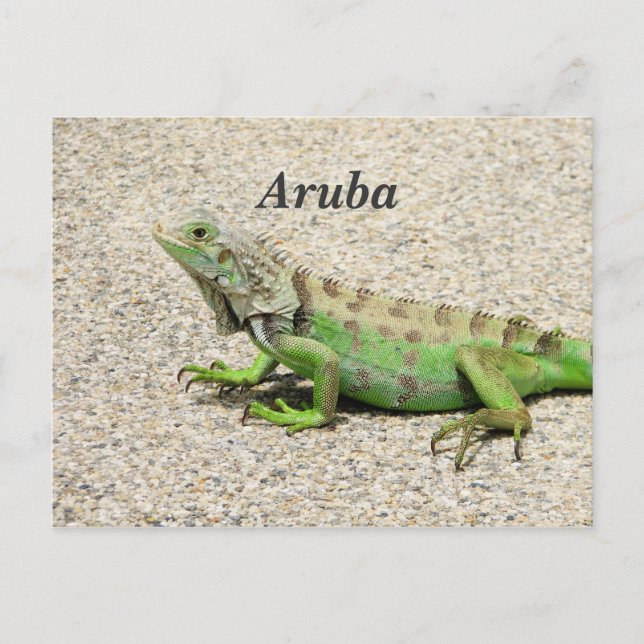 Aruba Green Iguana Postcard (Front)