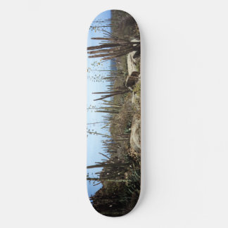 Aruba Landscape With Cactus Skateboard
