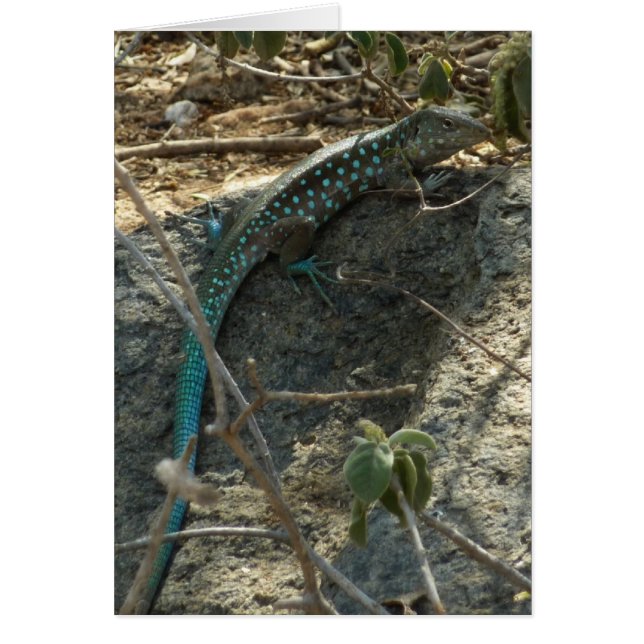 Aruban Whiptail Lizard Tropical Animal Photography (Front)