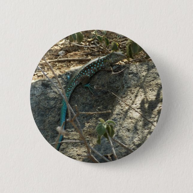 Aruban Whiptail Lizard Tropical Animal Photography 6 Cm Round Badge (Front)